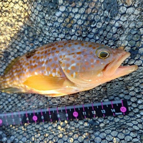 キジハタの釣果