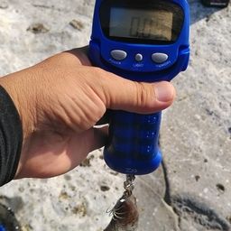 アオリイカ