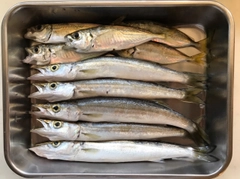 カマスの釣果