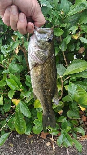 ラージマウスバスの釣果