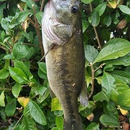 ラージマウスバス