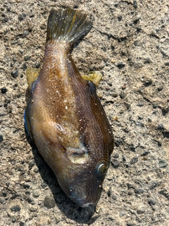 キタマクラの釣果