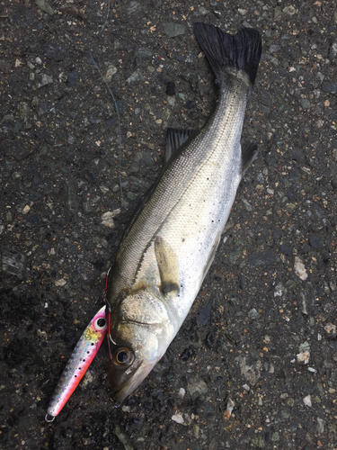 セイゴ（マルスズキ）の釣果