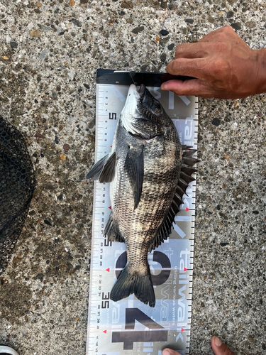 クロダイの釣果