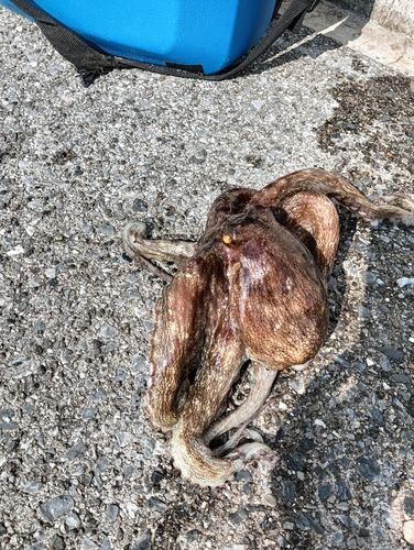 マダコの釣果