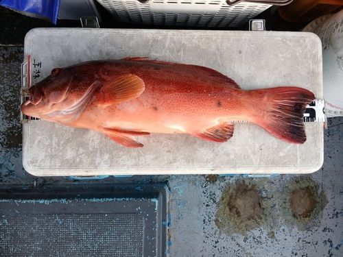 スジアラの釣果