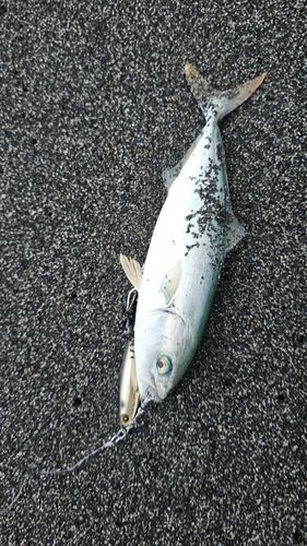 フクラギの釣果