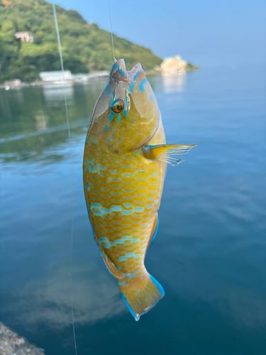 ヒブダイの釣果