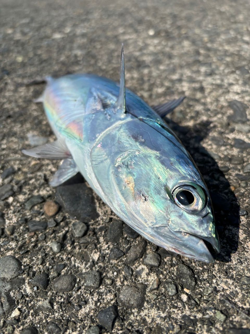ヒブダイ