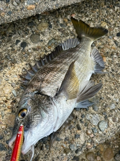 クロダイの釣果