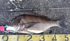 チヌの釣果