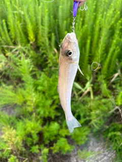 キスの釣果