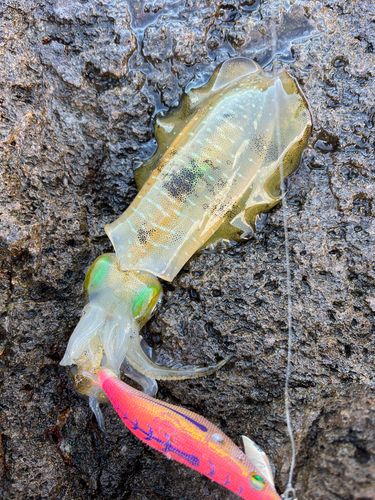 アオリイカの釣果