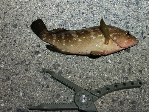 アコウの釣果