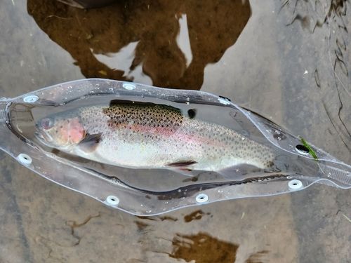 ニジマスの釣果