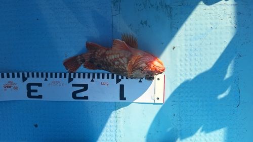 キジハタの釣果