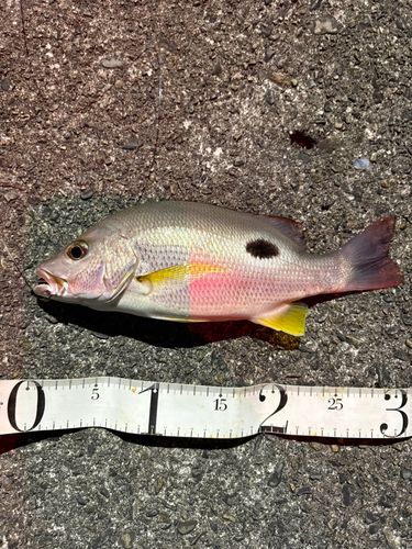 クロホシフエダイの釣果