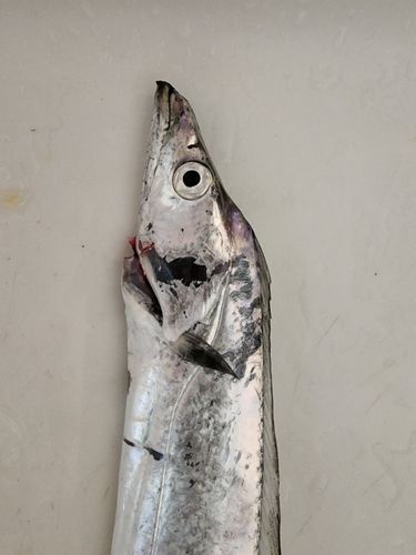 タチウオの釣果