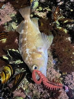 釣果