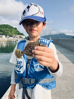 カワハギの釣果