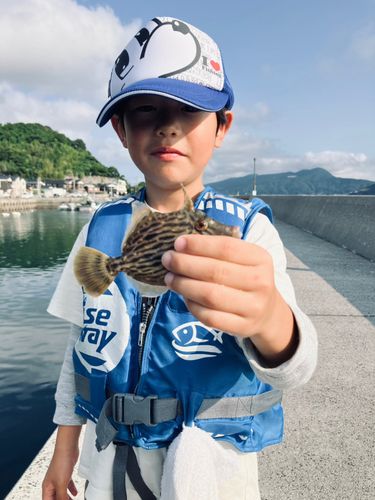 カワハギの釣果