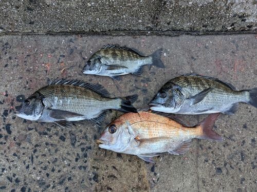 チヌの釣果