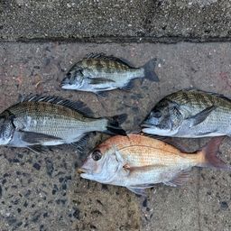 チヌ