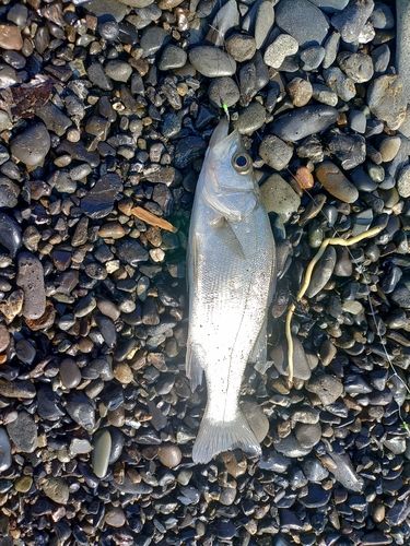 セイゴ（マルスズキ）の釣果