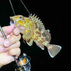 カサゴの釣果