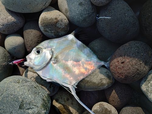釣果