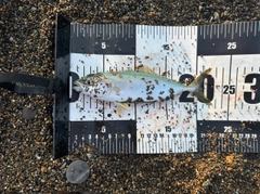 ワカシの釣果