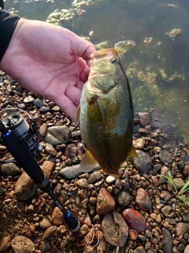 ラージマウスバスの釣果