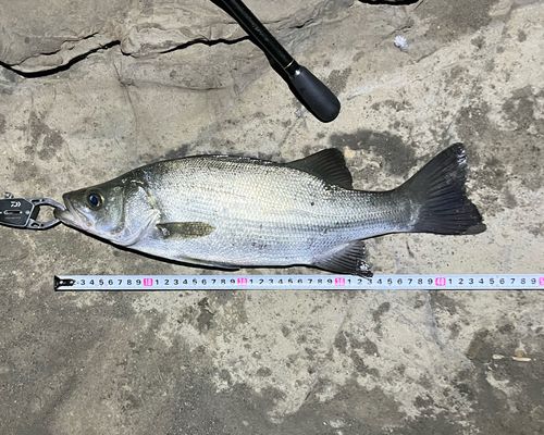 フッコ（ヒラスズキ）の釣果