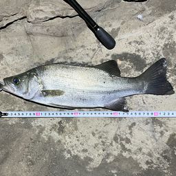 フッコ(ヒラスズキ)