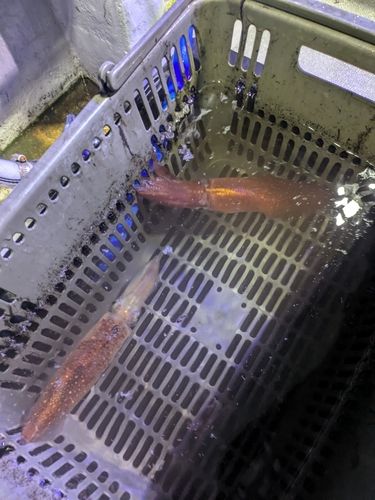 ケンサキイカの釣果