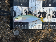 ワカシの釣果