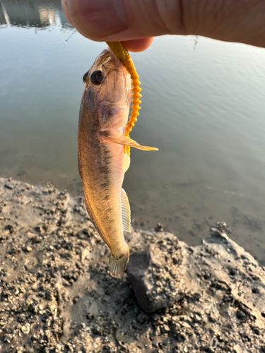 ハゼの釣果