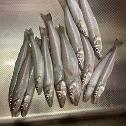 シロギス