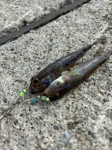 ハゼの釣果