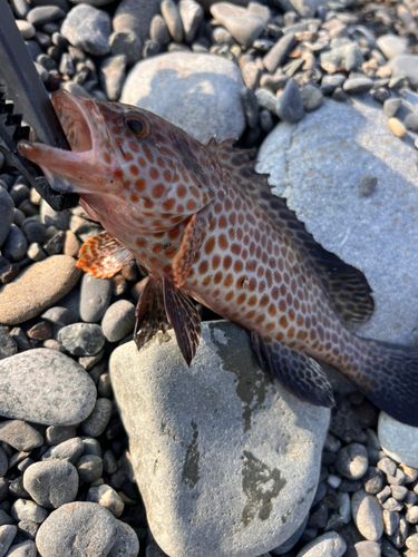 オオモンハタの釣果