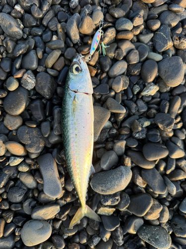 ゴマサバの釣果