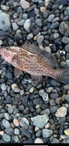 オオモンハタの釣果