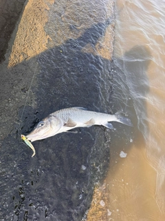コイの釣果