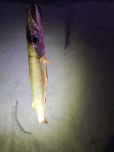 カマスの釣果