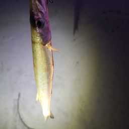 カマス