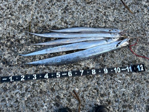 タチウオの釣果