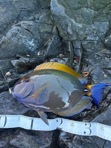 ニセカンランハギの釣果