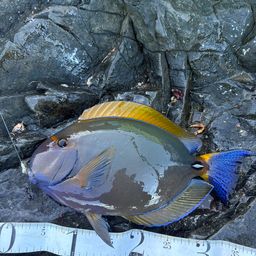 ニセカンランハギ