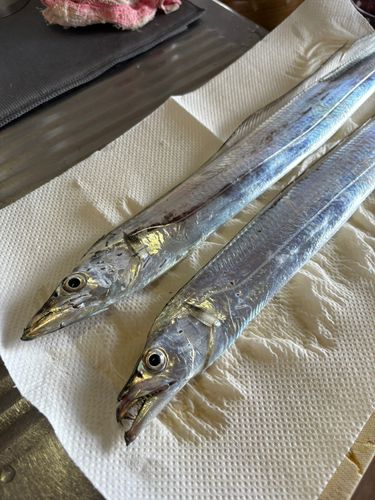タチウオの釣果