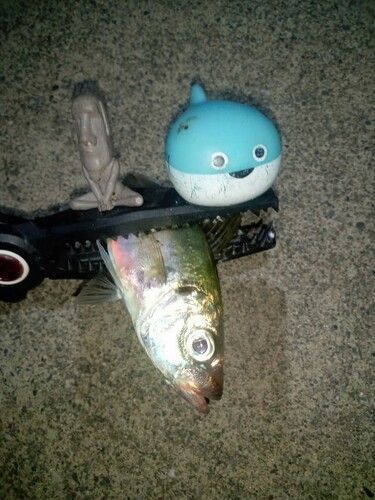 マアジの釣果
